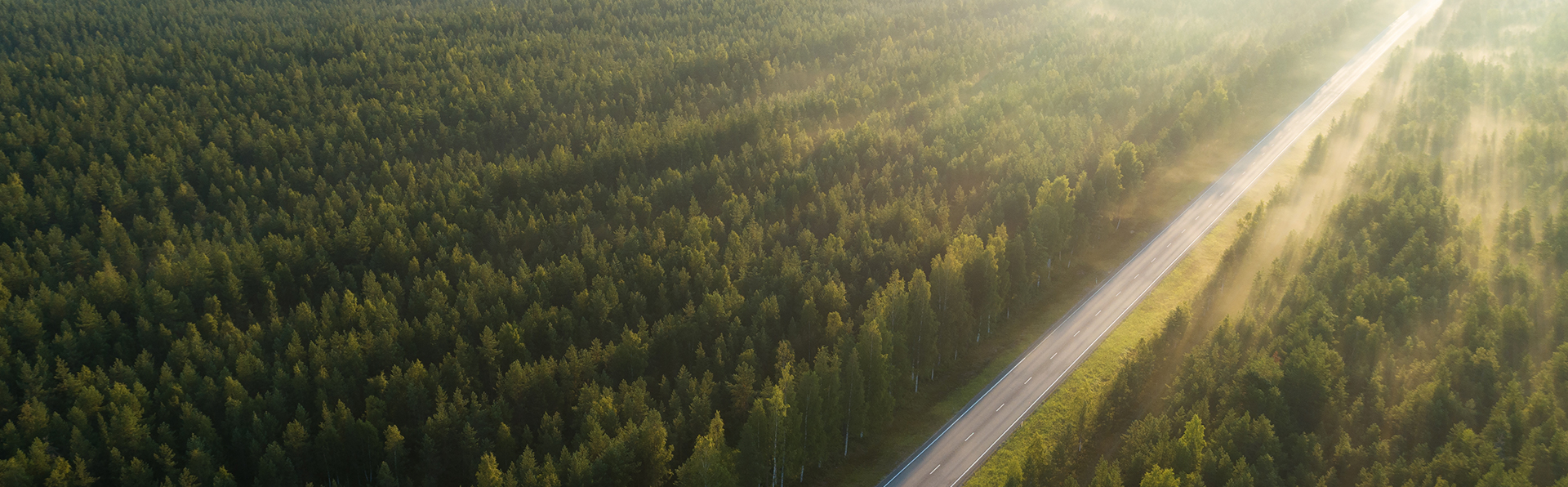 forest along highway